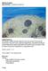 Marine Careers Sea Urchins - Diadema antillarum