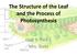 The Structure of the Leaf and the Process of Photosynthesis. Unit 5- Part 1 Mrs. Stahl
