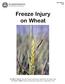 Freeze Injury on Wheat