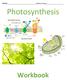 NAME: Option Group. Photosynthesis. Workbook