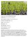 Common Name: BLACK-SPORED QUILLWORT. Scientific Name: Isoetes melanospora Engelmann. Other Commonly Used Names: black-spored Merlin's grass