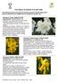 AGM Final Report for Daffodil Trial