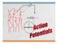 Action Potential Propagation